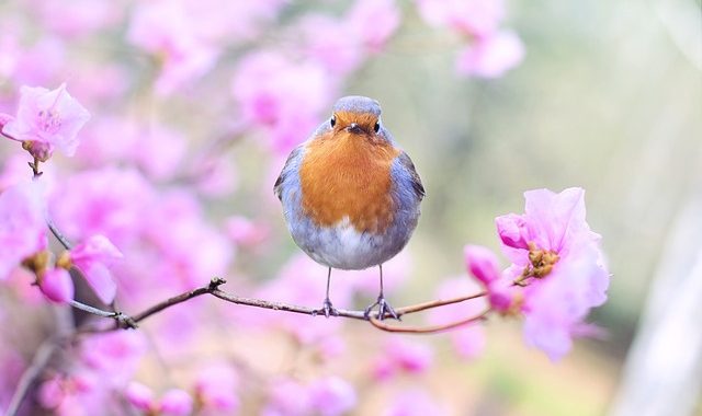 Robin on a tree branch with pink flowers