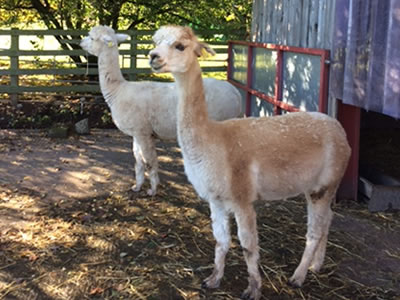 llamas in pen