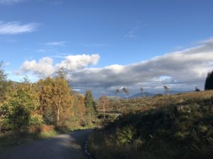 mountains with trees in the lake district